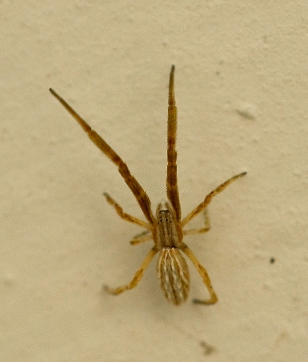 Uloborus walckenaerius - Moriago della Battaglia (TV)